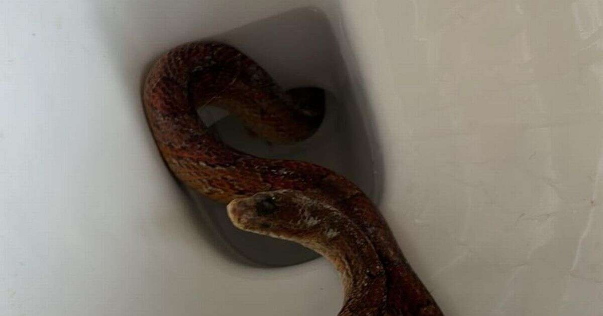 Homeowner's horror after finding SNAKE inside her toilet at 6am and has no idea how it got there