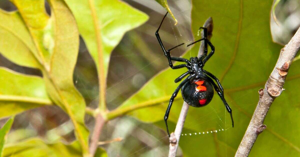 Woman grinds and injects herself with black widow spider - before being rushed to hospital