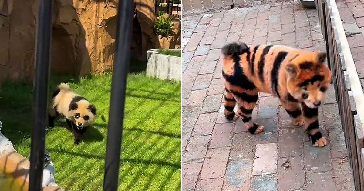 Zoo that painted dogs to look like pandas shows 'tigers' with everyone saying same thing