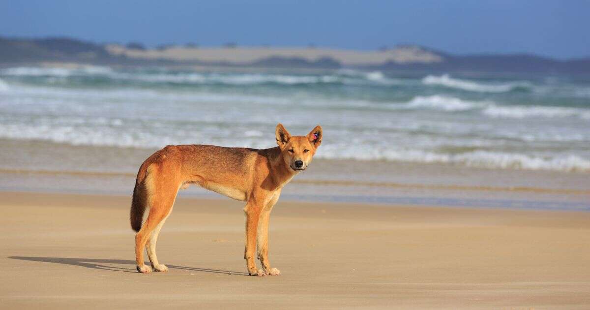 Toddler, 2, savaged by wild dingo in spate of attacks at popular tourist hotspot