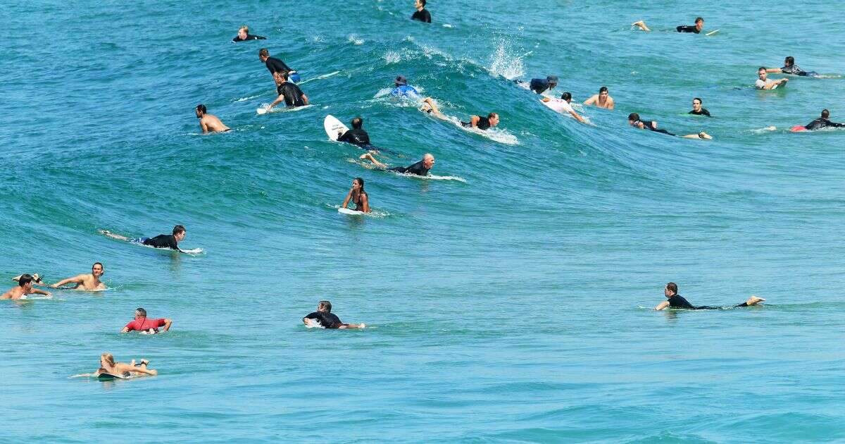 Sydney shark sighting horror as tourist trap beach evacuated and swimmers flee water