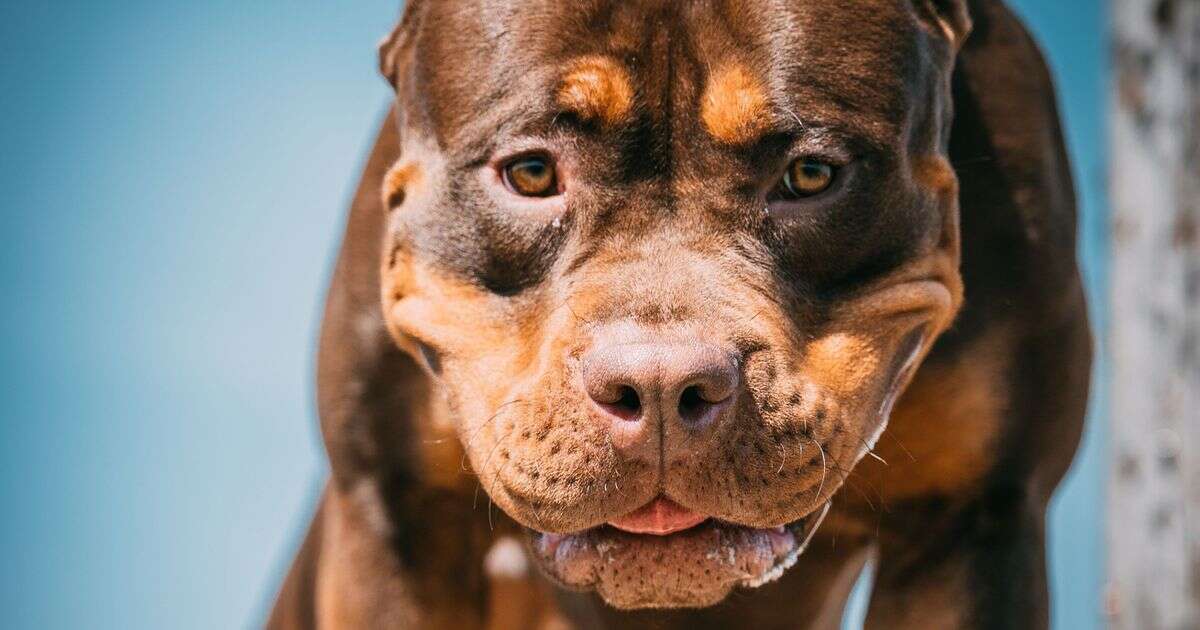 XL Bully ban marks one year since new law with more than 4,500 'illegal dogs' seized