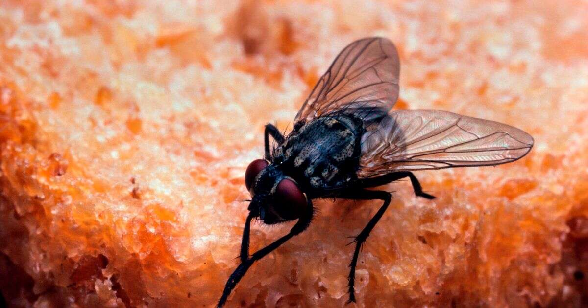 'Magic' cleaning hack banishes flies from your home instantly with just two ingredients