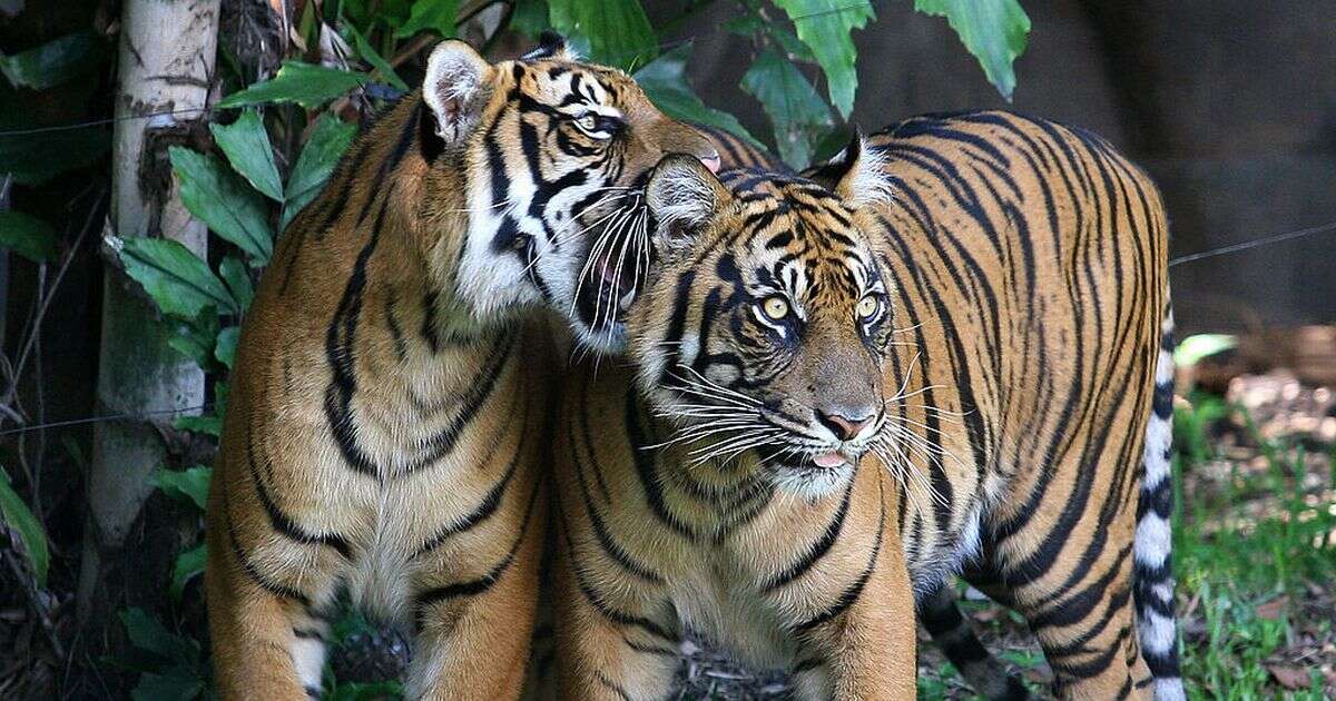 Tiger mauls trained handler in 'rare incident' at tourist-favourite theme park