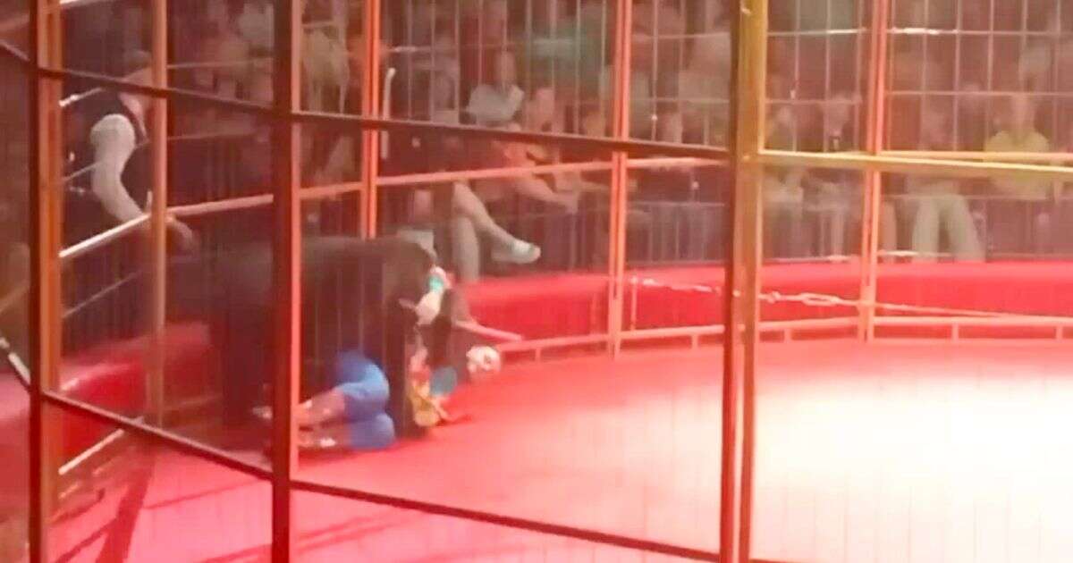 Horror moment hoverboard-riding circus bear turns on handler during show