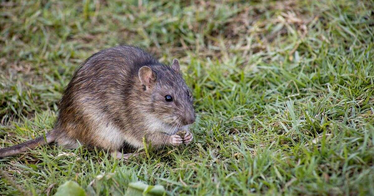 Three ‘genius’ hacks to stop rats coming into your garden - and they really workRats