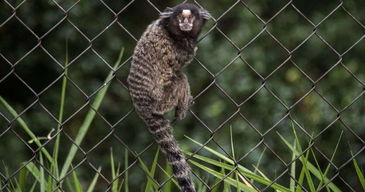 Man was bitten by a monkey - he was dead just weeks laterMonkeys