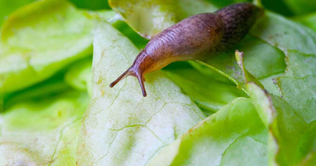 Three-step trap will stop slugs invading your garden at night foreverGardening