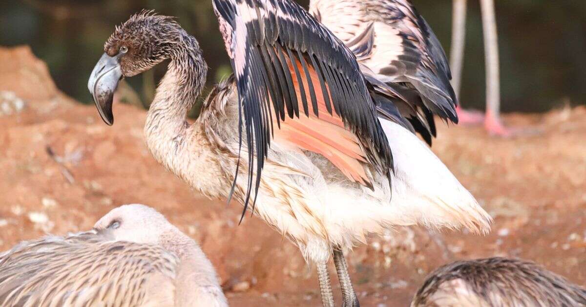 Flamingo chick escapes from Paignton Zoo sparking mass hunt in race against time