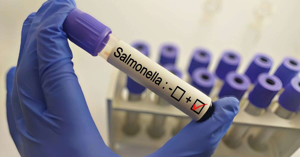 Salmonella could be used to treat bowel cancer in breakthrough bacterial therapies