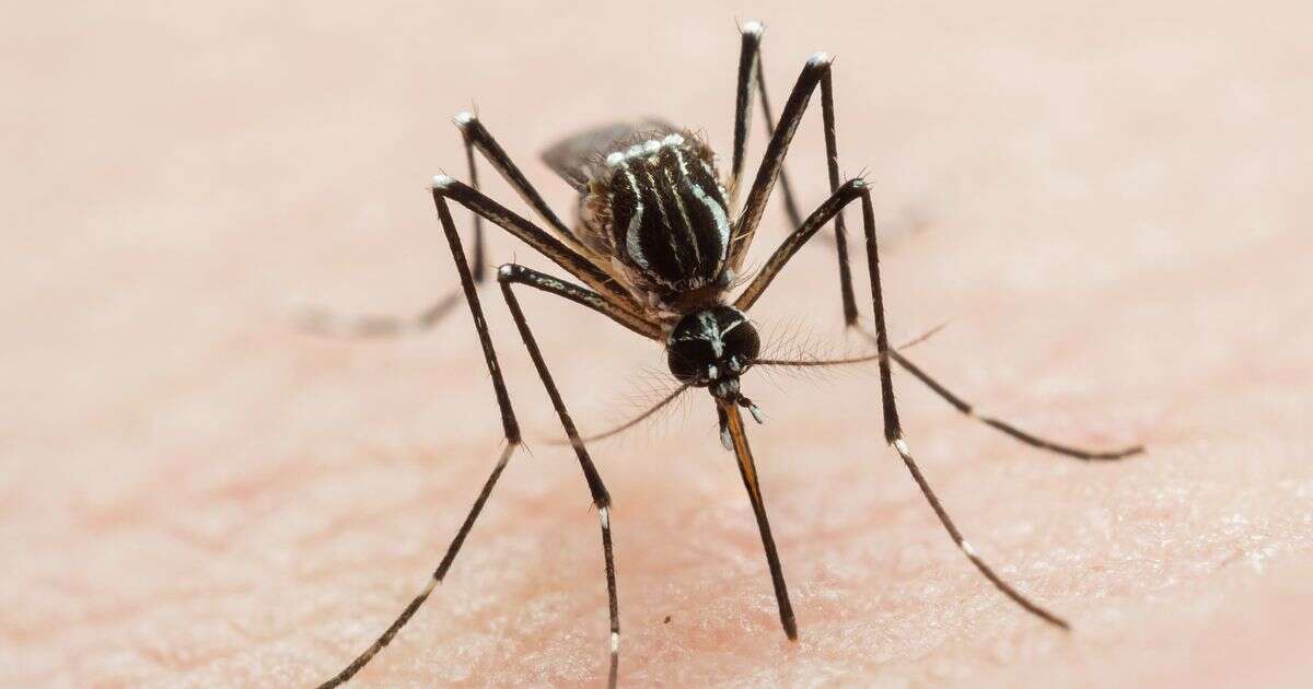 Scientists on high alert against invading mosquitos with tropical viruses - full list of UK areas