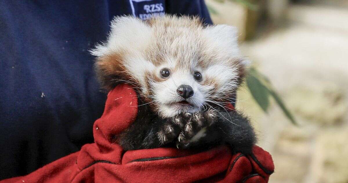 Baby red panda 'dies of fright' on Bonfire Night as tragedy sparks calls to ban fireworks