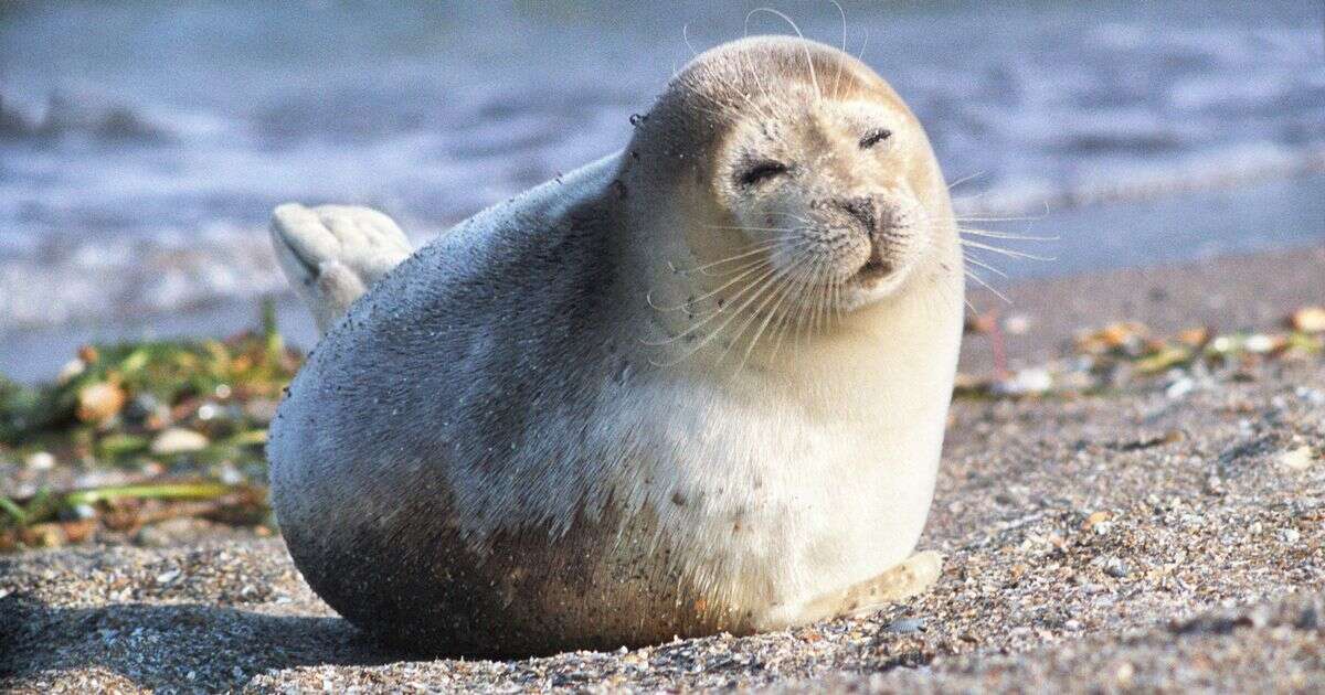 Over a thousand dead seals wash up on shore just a few miles from Cop29 climate summit