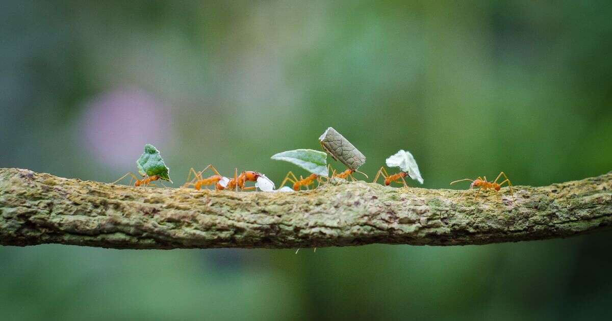 Man camping in Amazon rainforest wakes up to find '10 million' ants tearing apart tent