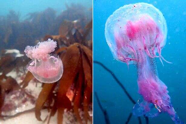 UK under jellyfish invasion as thousands of stinging beasts spotted along coast