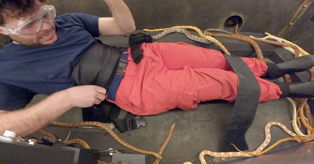 I'm a Celeb viewers struggle to watch as Jordan North is covered in 60 snakes