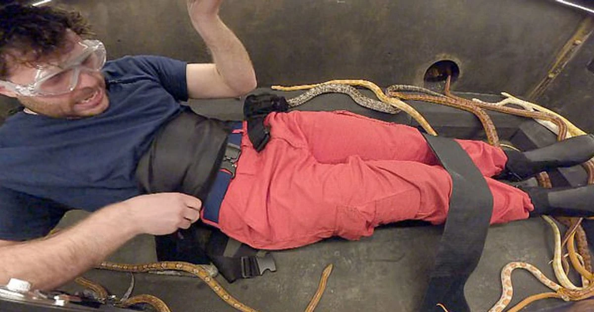 I'm A Celebrity slammed by RSPCA who have 'serious concerns' over animal treatment