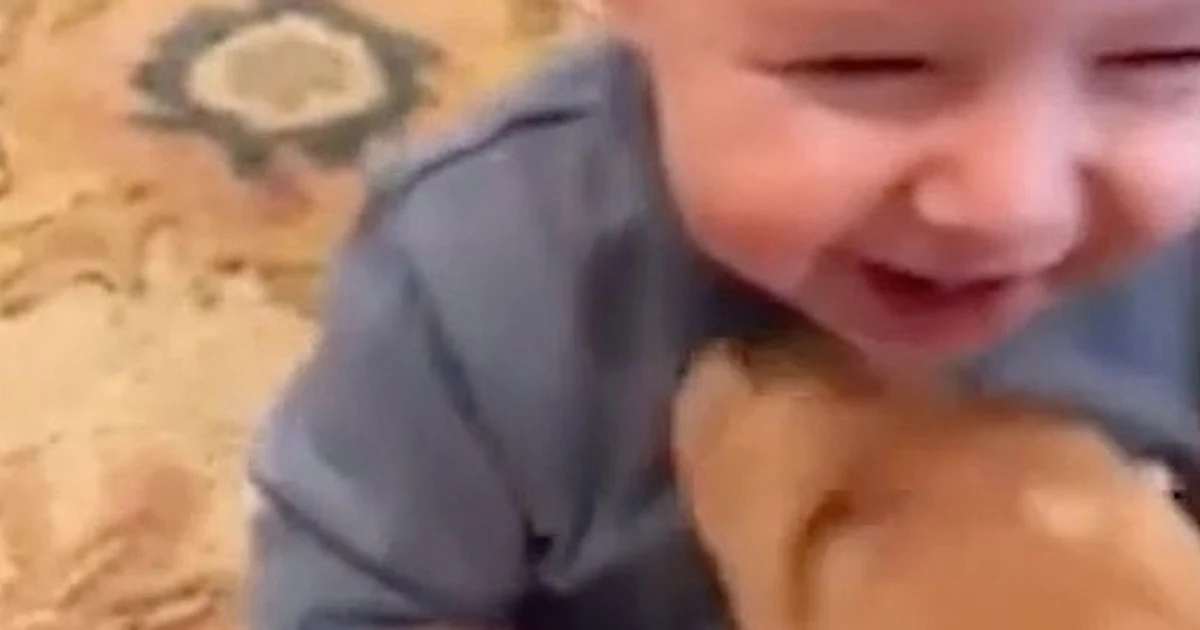 Baby gifted adorable puppy for birthday can't stop laughing at his new pal