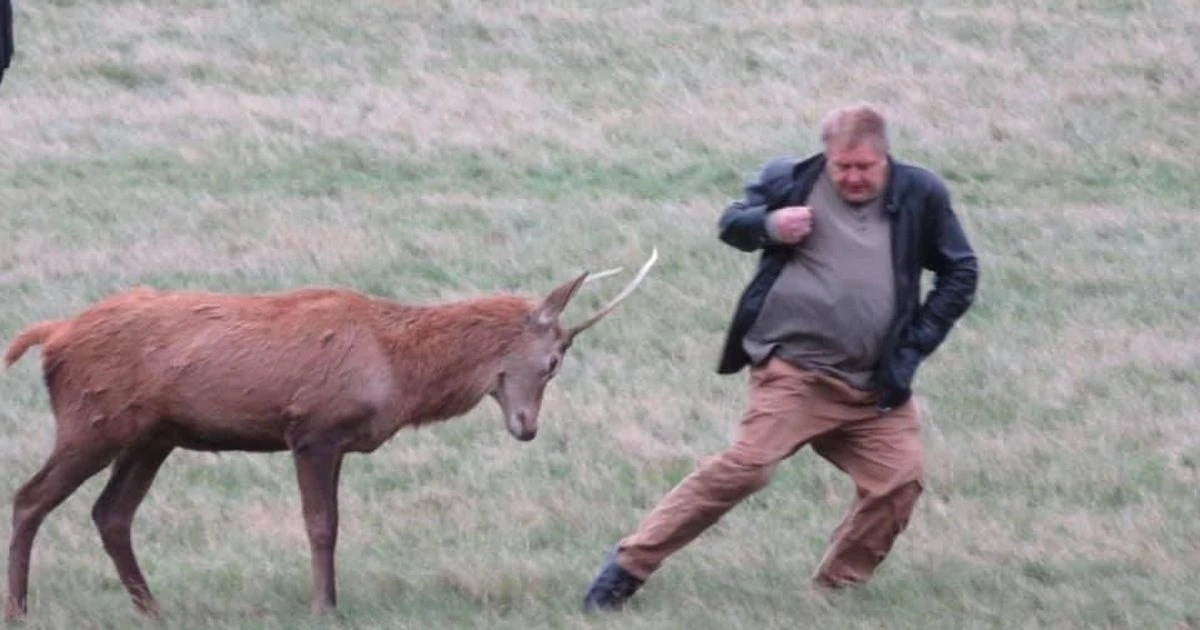 Moment deer attacks man in UK park caught on camera as kids 'in danger' throw food