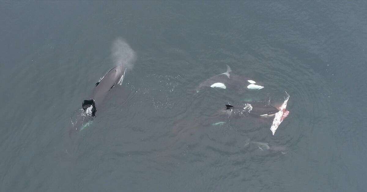 Moment killer whales hunt down dolphin before sharing the catch among themselvesDolphins