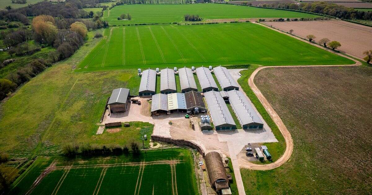 Plans for UK's largest factory farm would lead to 'disease and pain' for animalsAnimals