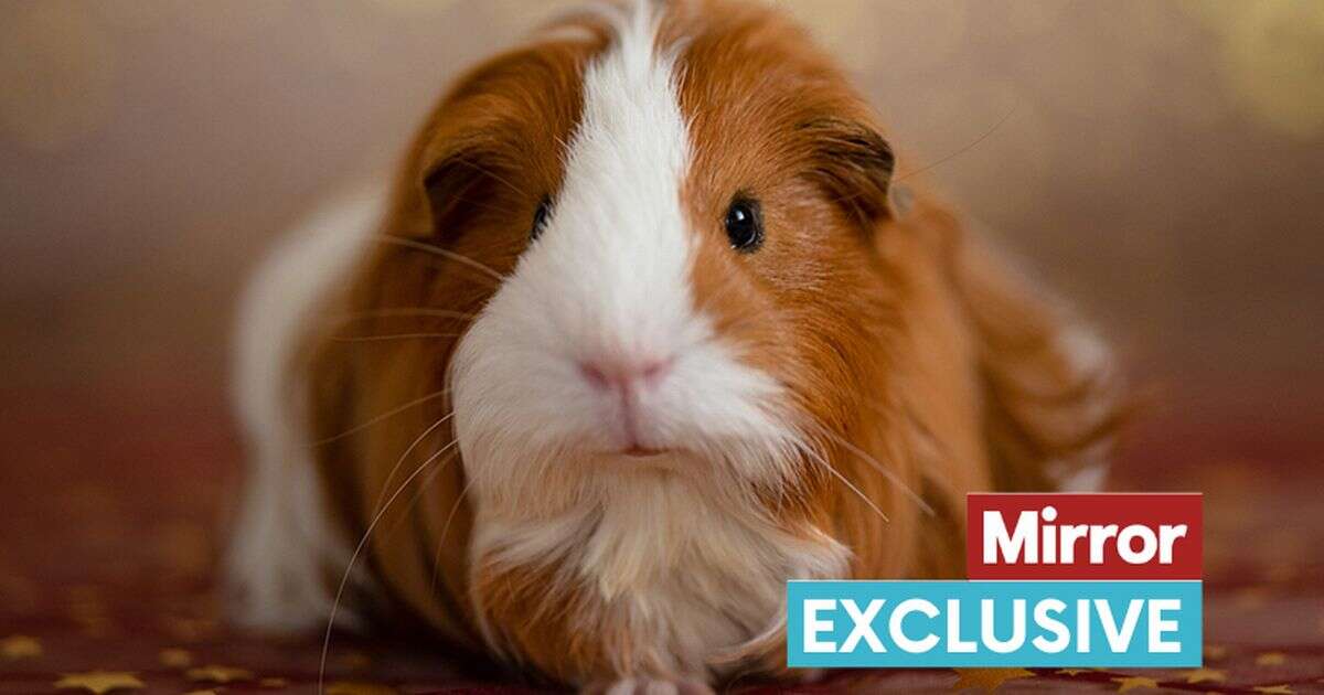 Missing guinea pig found miles away after playing recording of brother squeaking