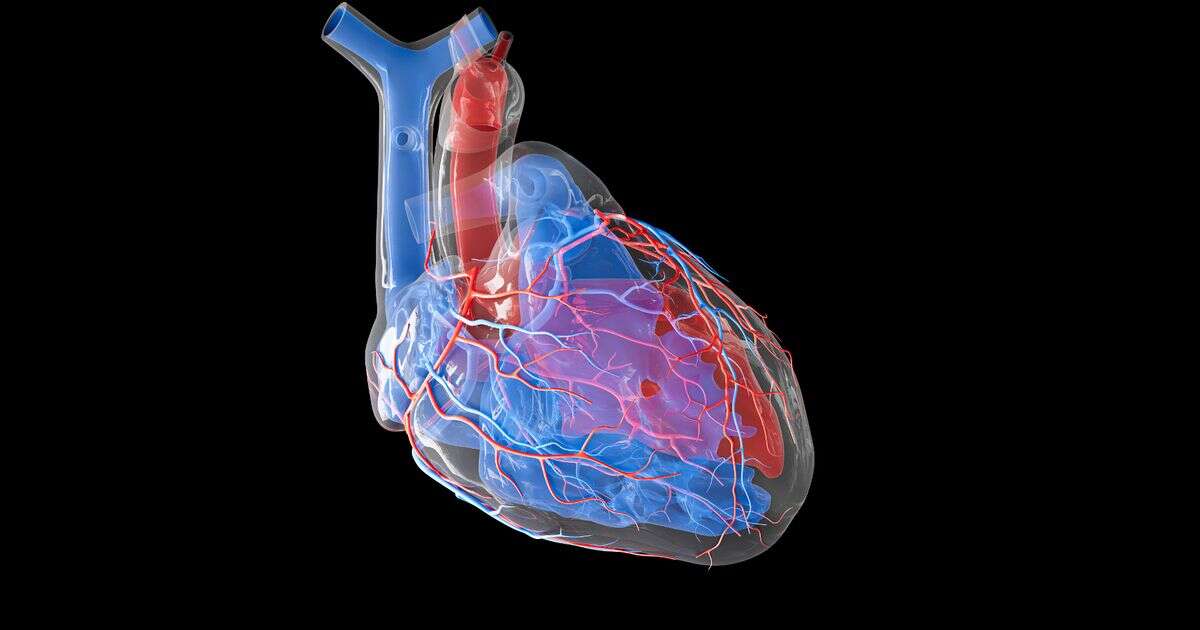 opinion'Micro heart vessels hold the key to managing cardiac disease'