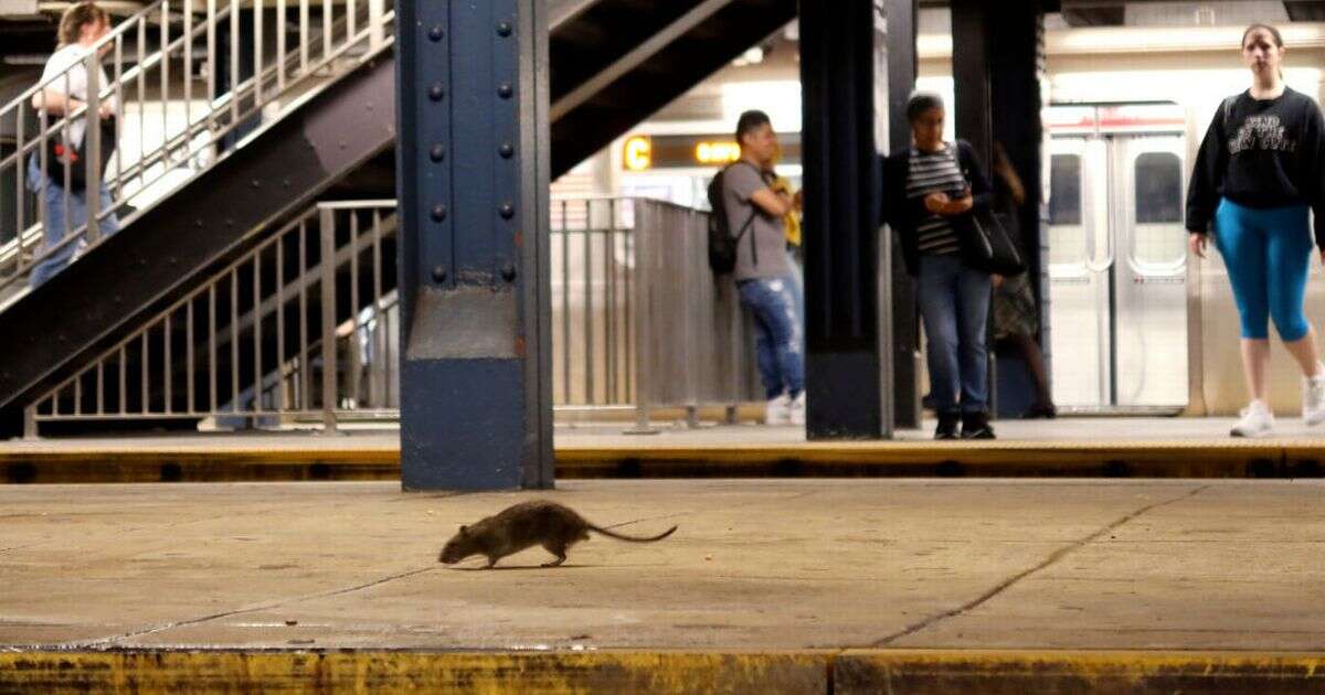 New York City puts problem rats on the contraceptive pill to reduce three million population