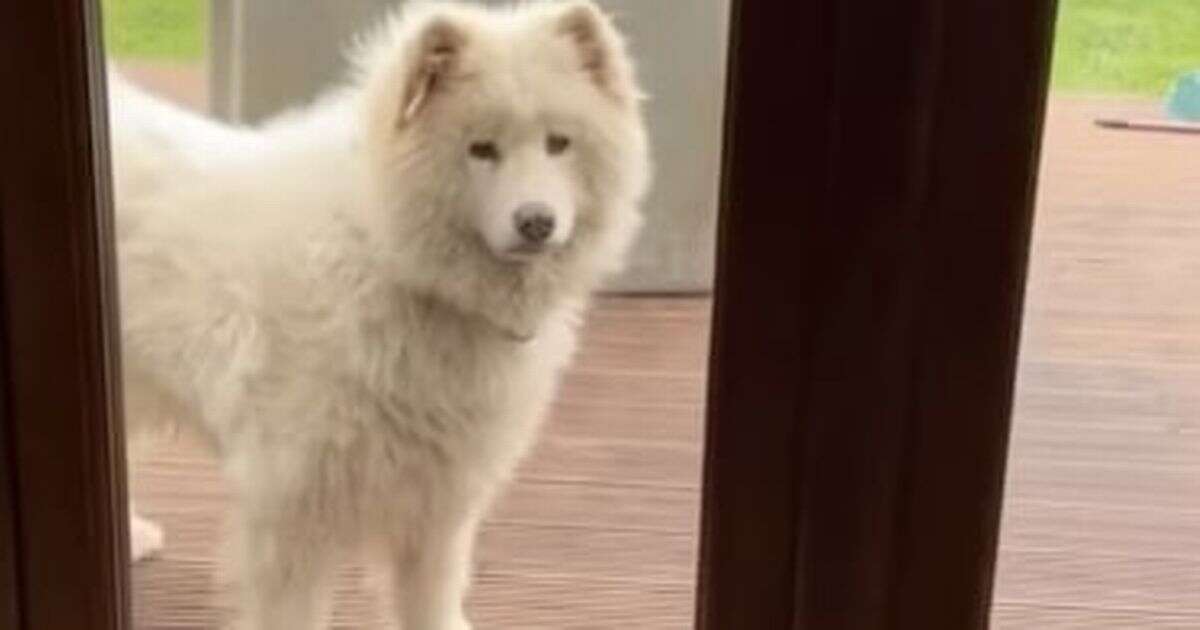 Dog owners 'never want to go to groomers again' after fluffy pooch returns from cut