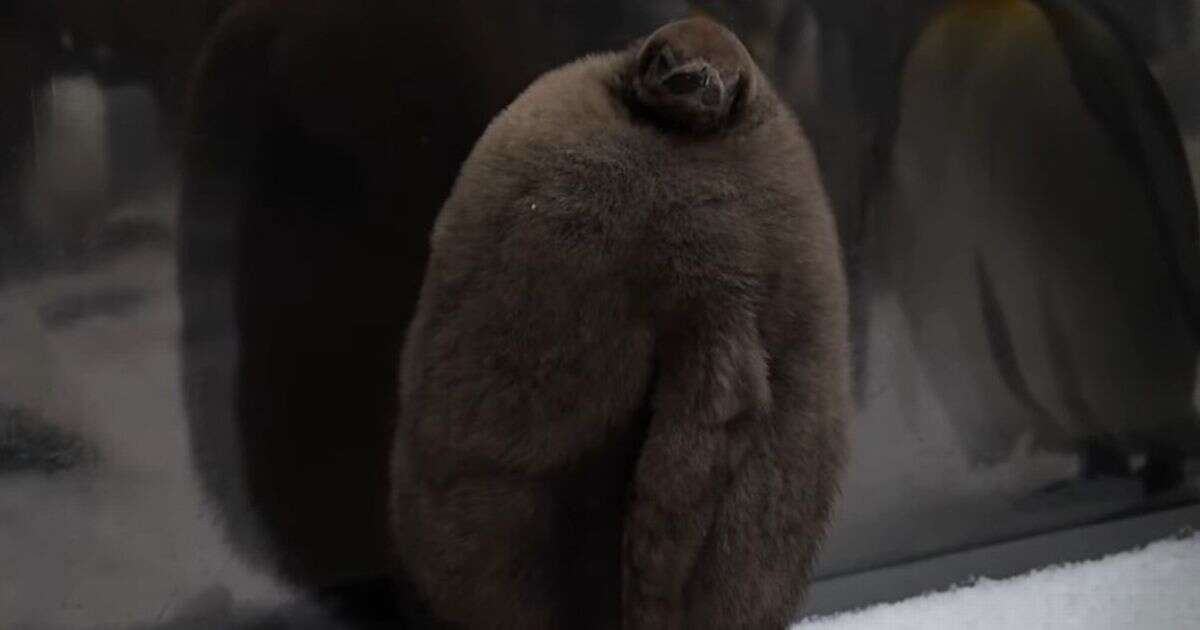 People flock to aquarium to see 'big baby' fuzzy penguin - and he's adorable