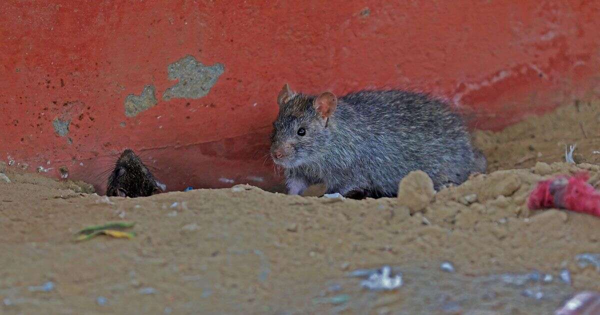 Thousands of rats force Albert Hall museum to close as 'risk to public' risesRats