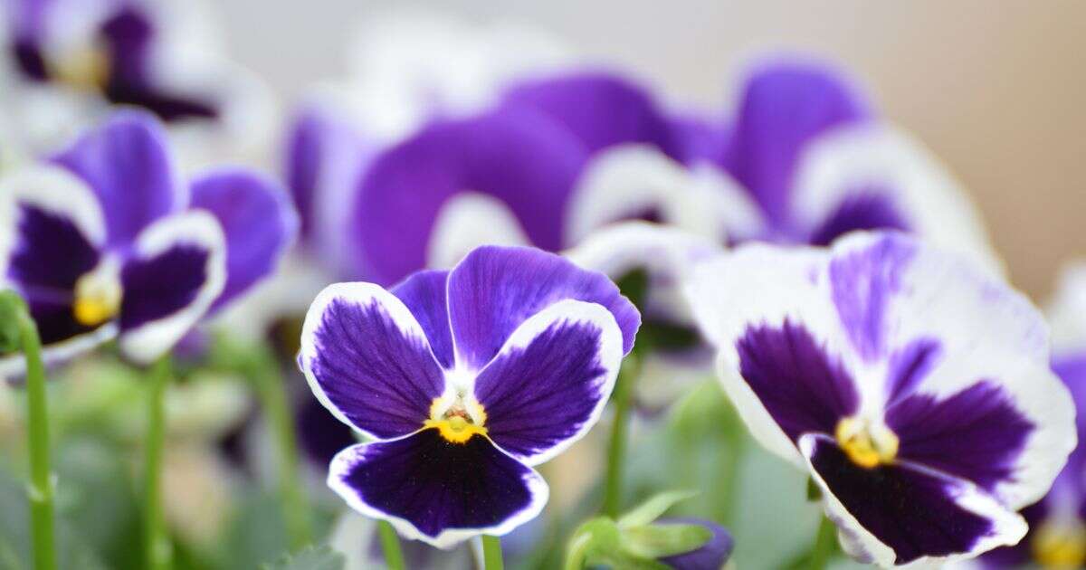 Key task gardeners must complete this month to protect their blooms next yearGardening