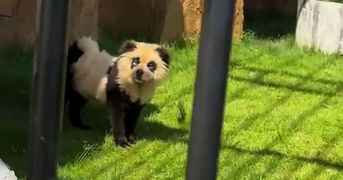 Suspicious zoo visitors realise 'panda bears' aren't what they seem - when they start barking