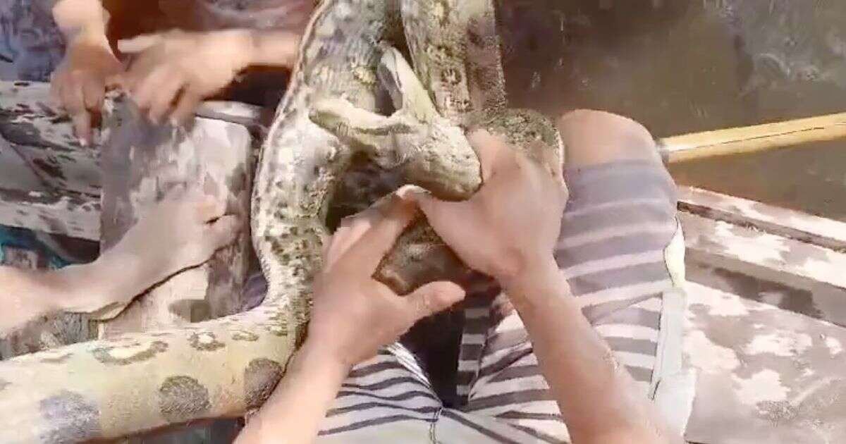 Moment man bites giant anaconda to stop himself from being crushed to death