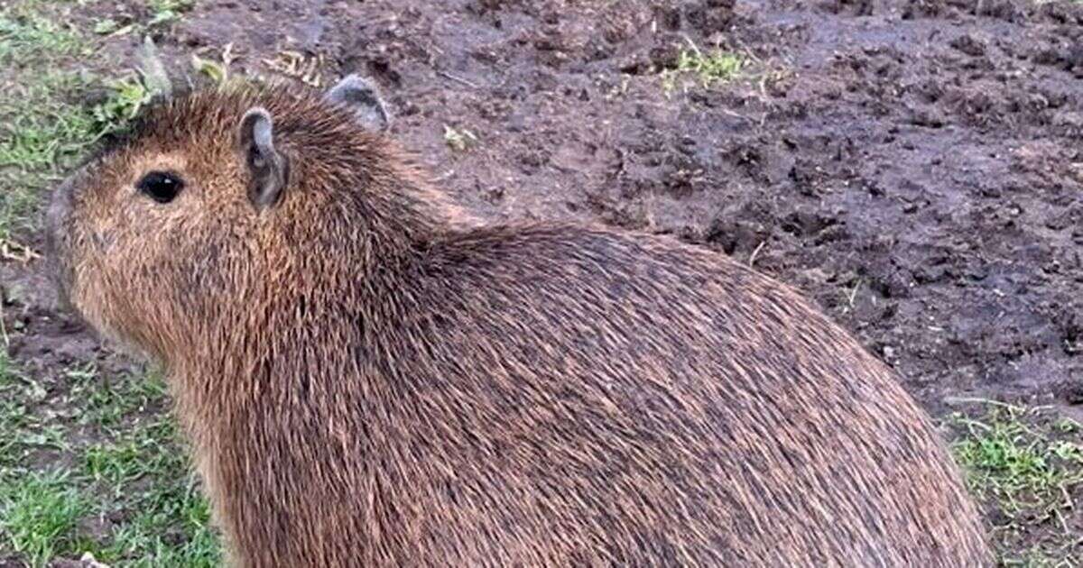 Search for biggest rodent in the world 'danger zone' update after escape from UK zoo