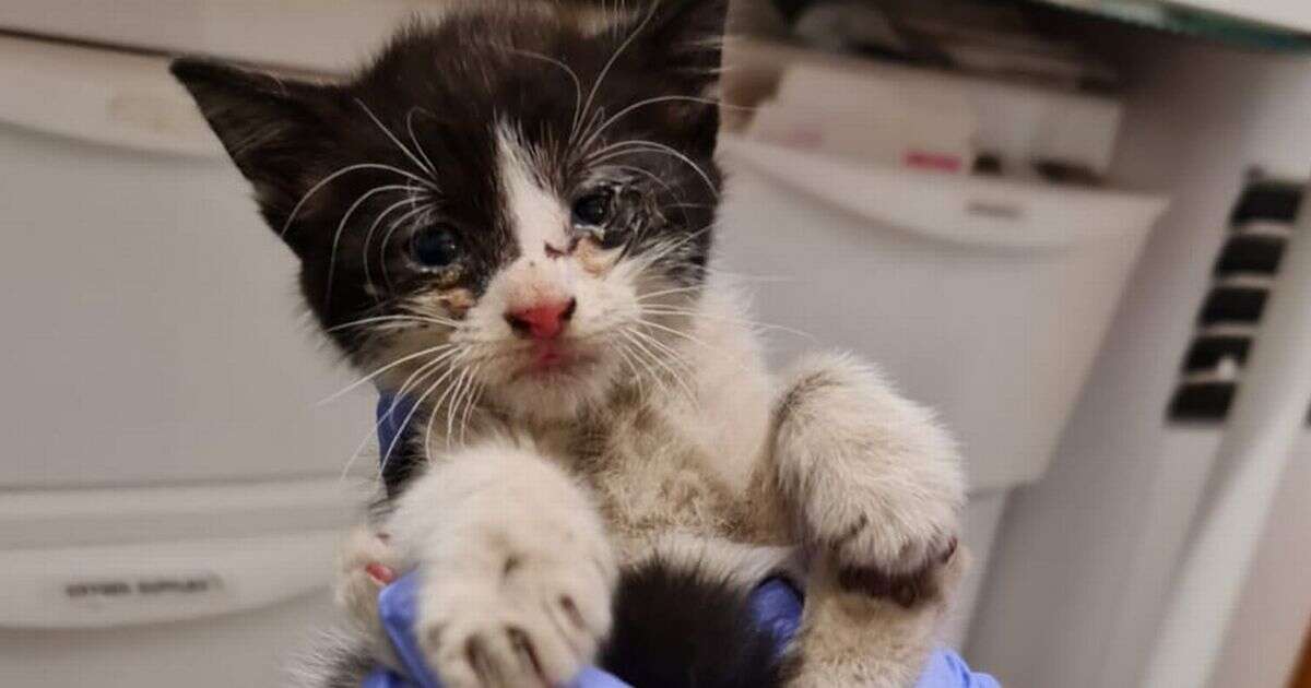 Kitten rescued when passer-by hears cries after making 16-mile round trip in car's engine