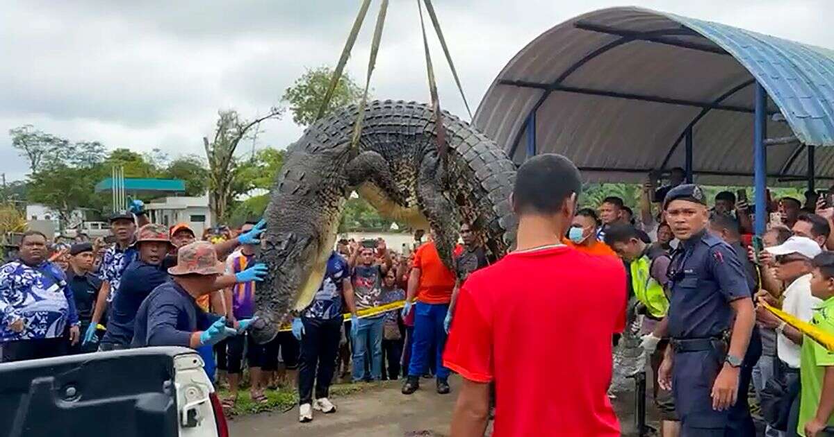 'Body of missing six-year-old' found in stomach of giant crocodile