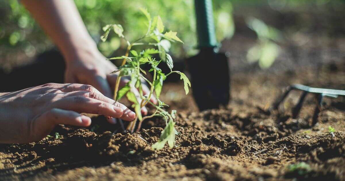 Gardeners told to put tea bags in their gardens this autumn for huge benefitGardening