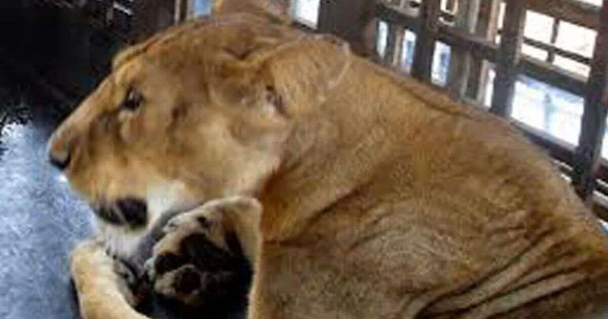 Inside the horror zoo where zookeeper was mauled to death by lion he was feeding