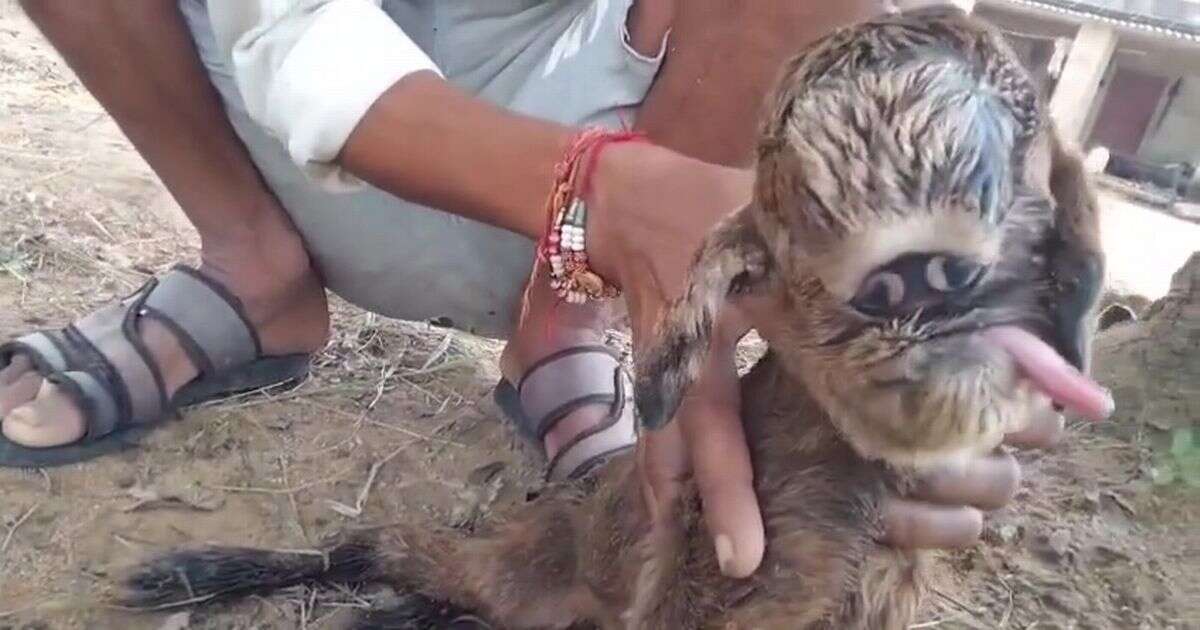 'Mutant alien' goat born with conjoined eyes spooks baffled villagers