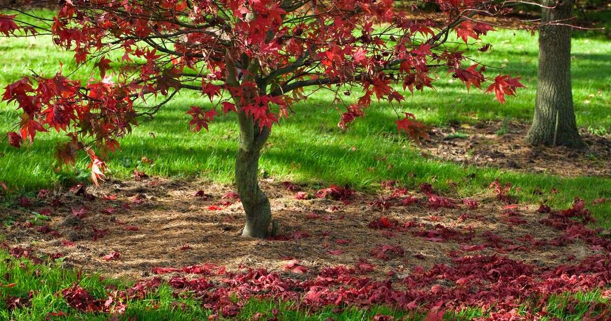 Best time of year to prune acers - and it’s much later than you think