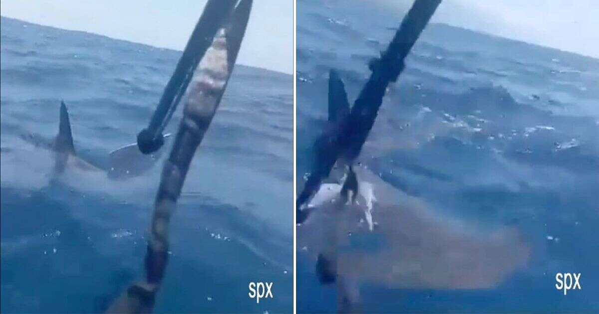 Dramatic moment kayaker in La Palma bravely fights off massive shark in tourist hotspot