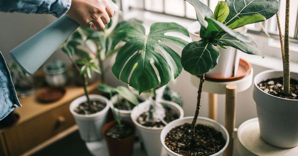 Your houseplants will always be lush if you follow this one vital watering tip