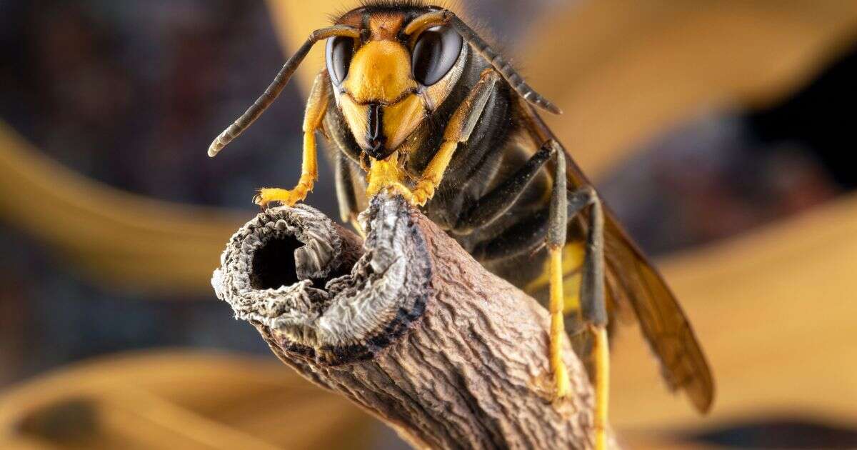 Asian hornets attack hikers as woman killed from stings after accidentally disturbing nest