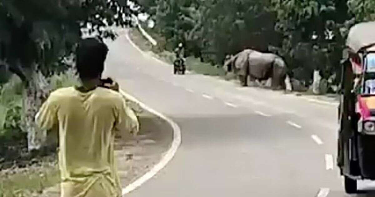 Horror moment escaped rhino chases and and kills motorcyclist who abandons bikeRhinos