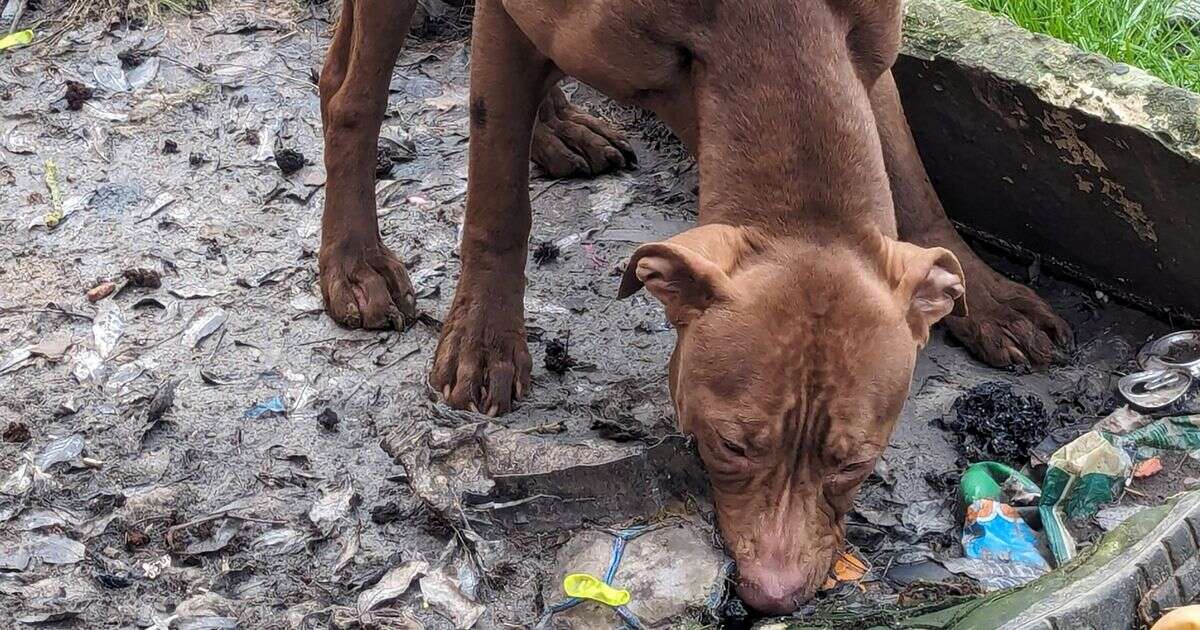 Heartbreak as two dogs abandoned in garage in 'one of worst welfare cases' ever seen