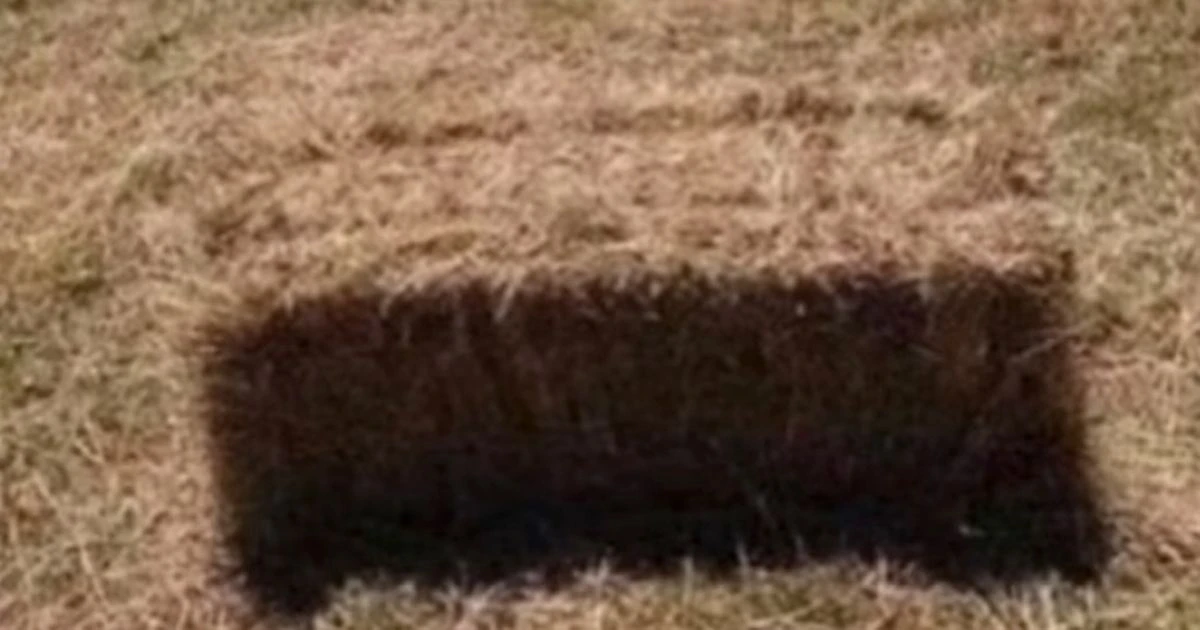 Baffling optical illusion drives people mad as they can't agree on what it isOptical illusions
