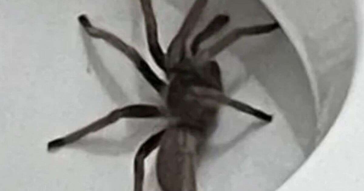 Tourist finds horrific tarantula spider hiding in a toilet during nighttime bathroom dash