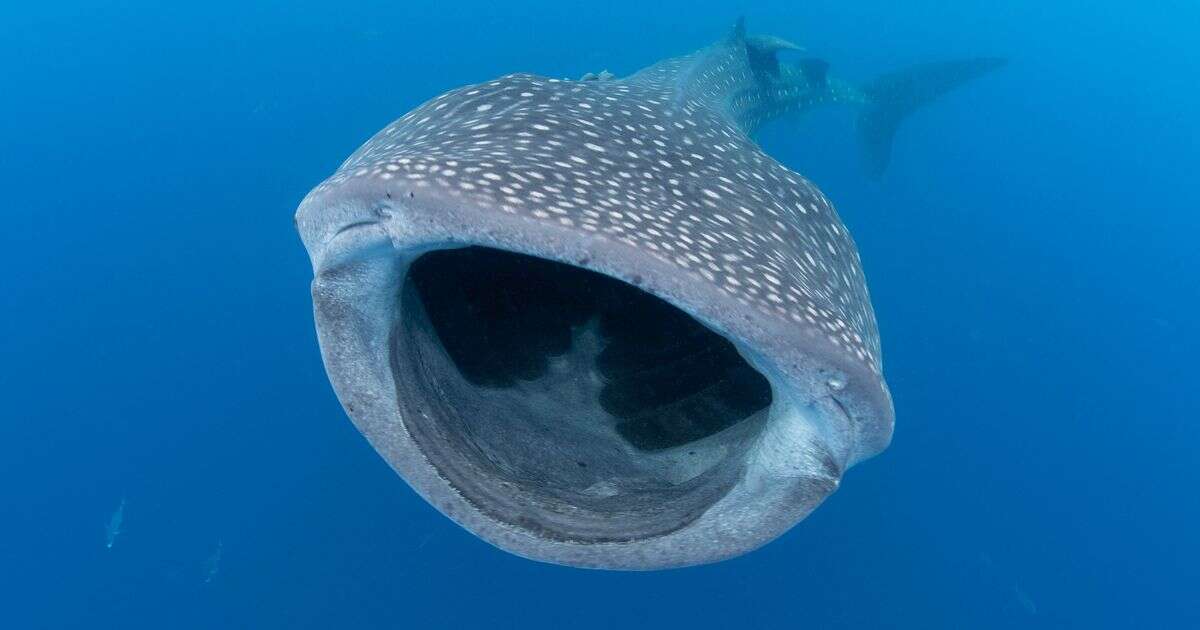 First ever pregnant megamouth shark is discovered as creature washes up on beach