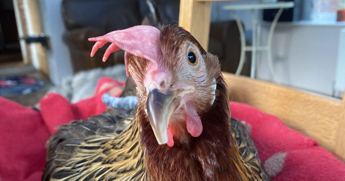 Famous chicken with wonky beak rescued from death's door at horrific commercial egg farm
